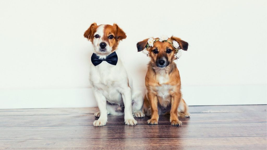 10 Special Ways To Include Your Dog on Your Wedding Day