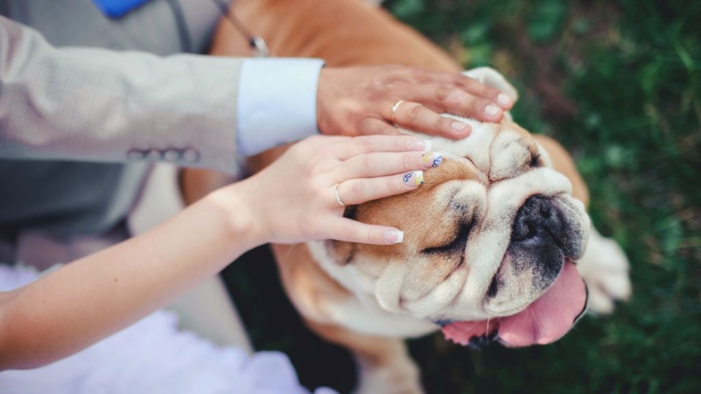 A Quick List of Ways To Include Your Pet in Your Wedding